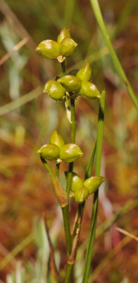 Scheuchzeria palustris. Close-up.