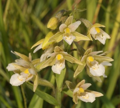 Epipactis palustris. Pale form. Closer.