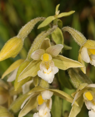 Epipactis palustris. Pale form. Close-up.