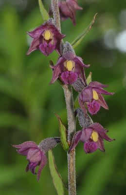 Epipactis atrorubens. Close-up.