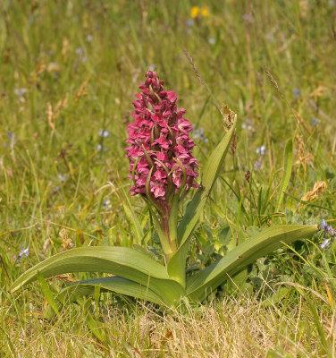 Dactylorhiza incarnata subsp. coccinea.