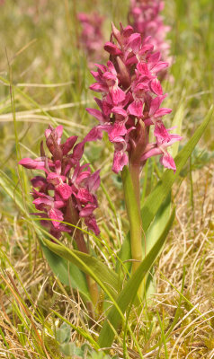 Dactylorhiza incarnata subsp. coccinea.