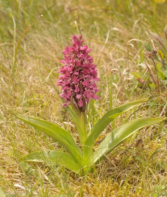 Dactylorhiza incarnata subsp. coccinea.