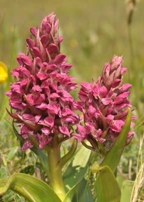 Dactylorhiza incarnata subsp. coccinea. Closer.