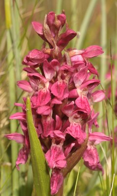 Dactylorhiza incarnata subsp. coccinea. Closer.