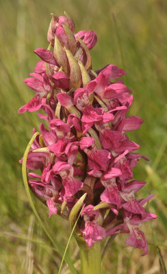 Dactylorhiza incarnata subsp. coccinea. Closer.