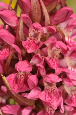 Dactylorhiza incarnata subsp. coccinea. Close-up.
