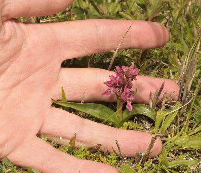 Dactylorhiza incarnata subsp. coccinea. Small plant between fingers.