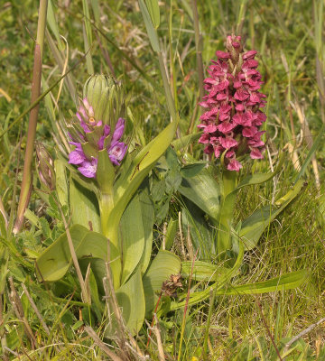 Dactylorhiza majalis subsp. pratermissa and Dact. incarnata subsp. coccinea.