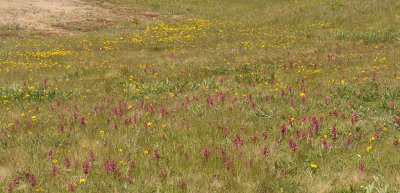 Dactylorhiza incarnata subsp. coccinea. In habitat.