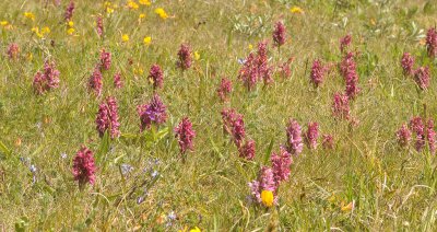 Dactylorhiza incarnata subsp. coccinea. In habitat.