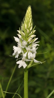 Dactylorhiza maculata subsp. fuchsii. fma. alba. closer.