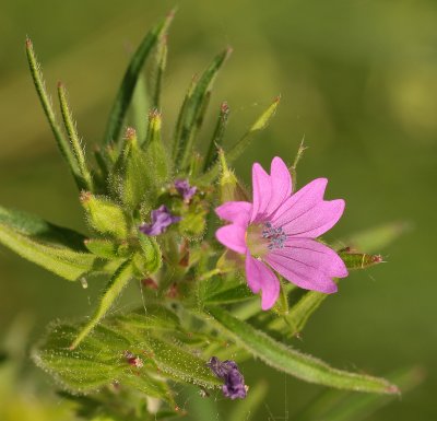 Geranium dissectum. Close-up.