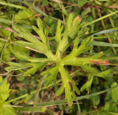 Geranium dissectum. Leaf.