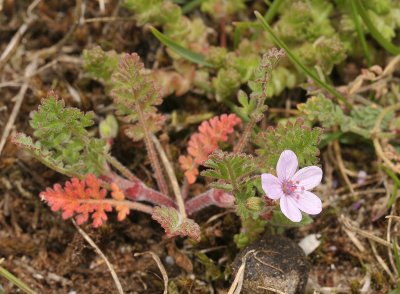 Erodium cicutarium.