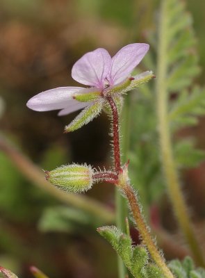 Erodium cicutarium. Close-up from below.