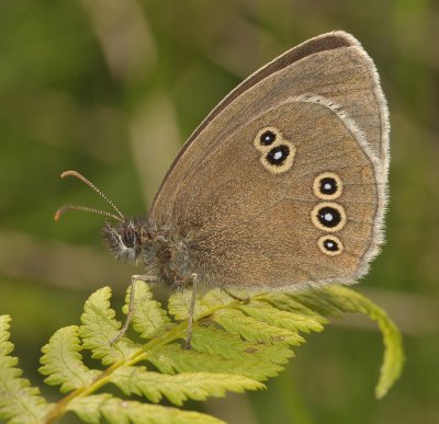 Aphantopus hyperantus.