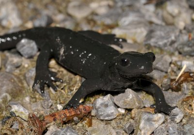 Salamandra atra.