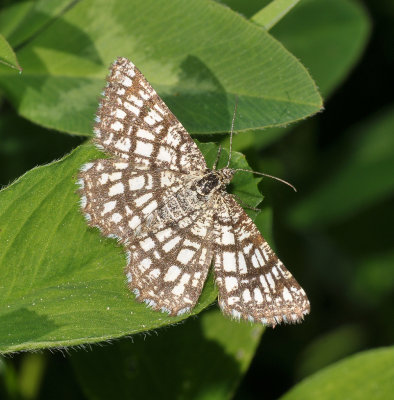 Semiothisa clathrata.