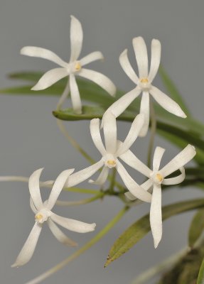 Neofinetia falcata 'Hoshiguruma'. Close-up.