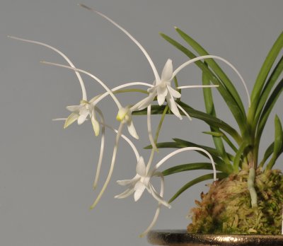 Neofinetia falcata 'Manjusyage'.Closer.