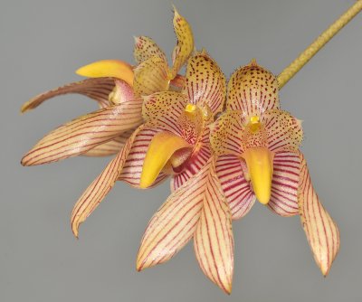 Bulbophyllum bicolor.