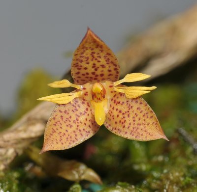 Bulbophyllum cheiropetalum.