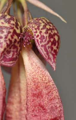 Bulbophyllum plumatum. Close-up. Type 2.