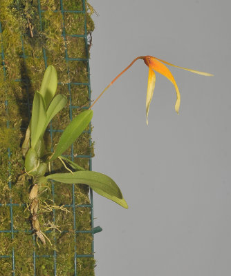 Bulbophyllum stormii.