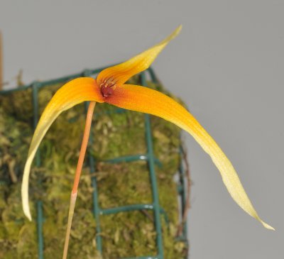 Bulbophyllum stormii. Close-up.