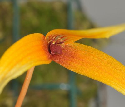 Bulbophyllum stormii. Detail.