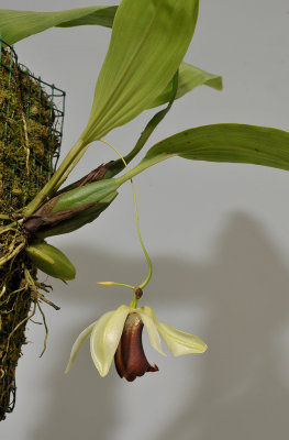 Coelogyne usitana.