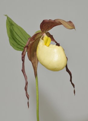 Cypripedium kentuckiense.