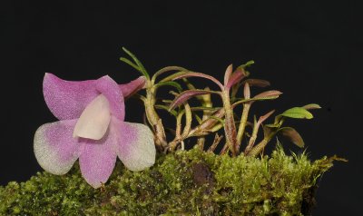 Dendrobium cuthbertsonii.