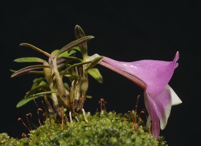 Dendrobium cuthbertsonii. Side.