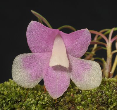 Dendrobium cuthbertsonii. Close-up.