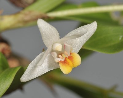 Eria japonica. Close-up.