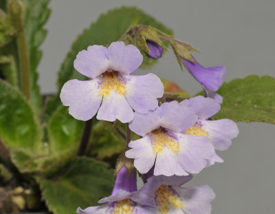 Haberlea rhodopensis. Close-up.