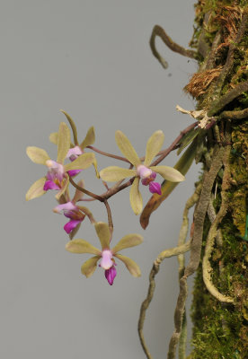 Phalaenopsis braceana.