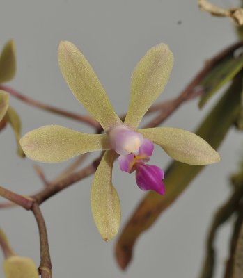 Phalaenopsis braceana. Close-up.
