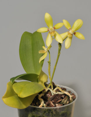 Phalaenopsis cochlearis.