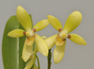 Phalaenopsis cochlearis. Close-up.