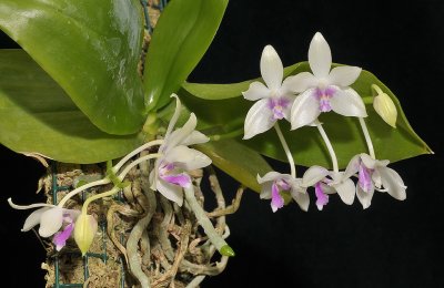 Phalaenopsis fimbriata.