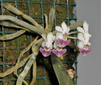 Phalaenopsis parishii.