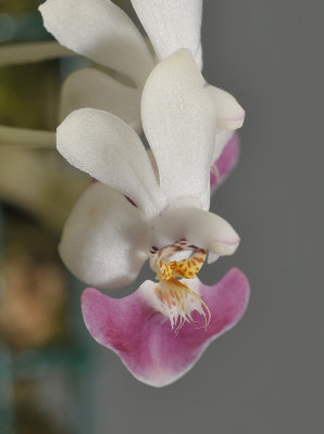 Phalaenopsis parishii. Close-up.