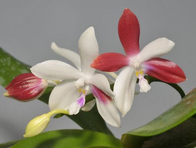 Phalaenopsis speciosa 'C1'.