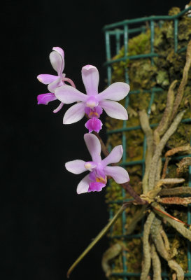 Phalaenopsis stobartiana.