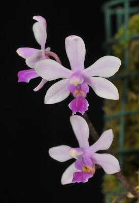 Phalaenopsis stobartiana. Close-up.
