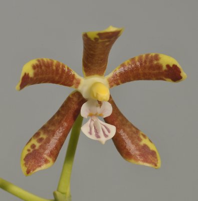 Phalaenopsis viridis. Close-up.
