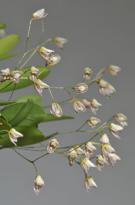 Pleurothallis mathildae. Closer.